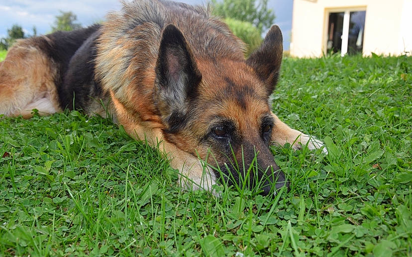 Salsa a rejoint le concours — aidez-le/la à gagner de superbes lots ! canidae, canis, carnivore, companion_dog, dog, dog_breed, fawn, fur, german_shepherd_dog, grass, groundcover, herding_dog, plant, sky, snout, sporting_group, terrestrial_animal, whiskers, working_animal, working_dog