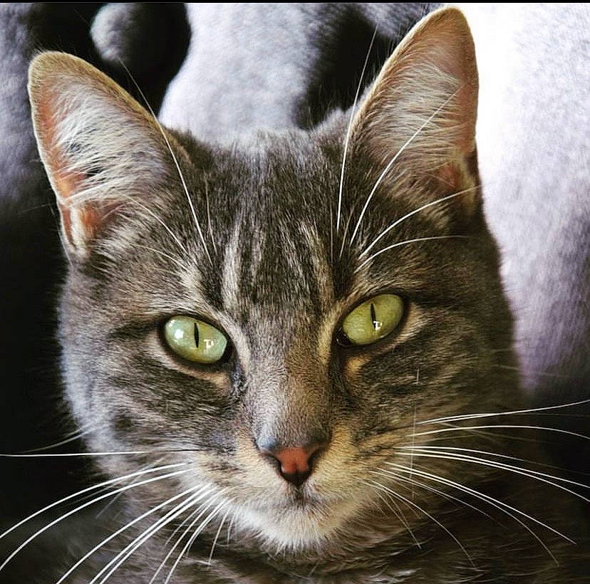 Moustique a rejoint le concours — aidez-le/la à gagner de superbes lots ! art, carnivore, cat, close_up, domestic_short_haired_cat, ear, eye, felidae, fur, head, iris, paw, small_to_medium_sized_cats, snout, terrestrial_animal, whiskers, wildlife, window