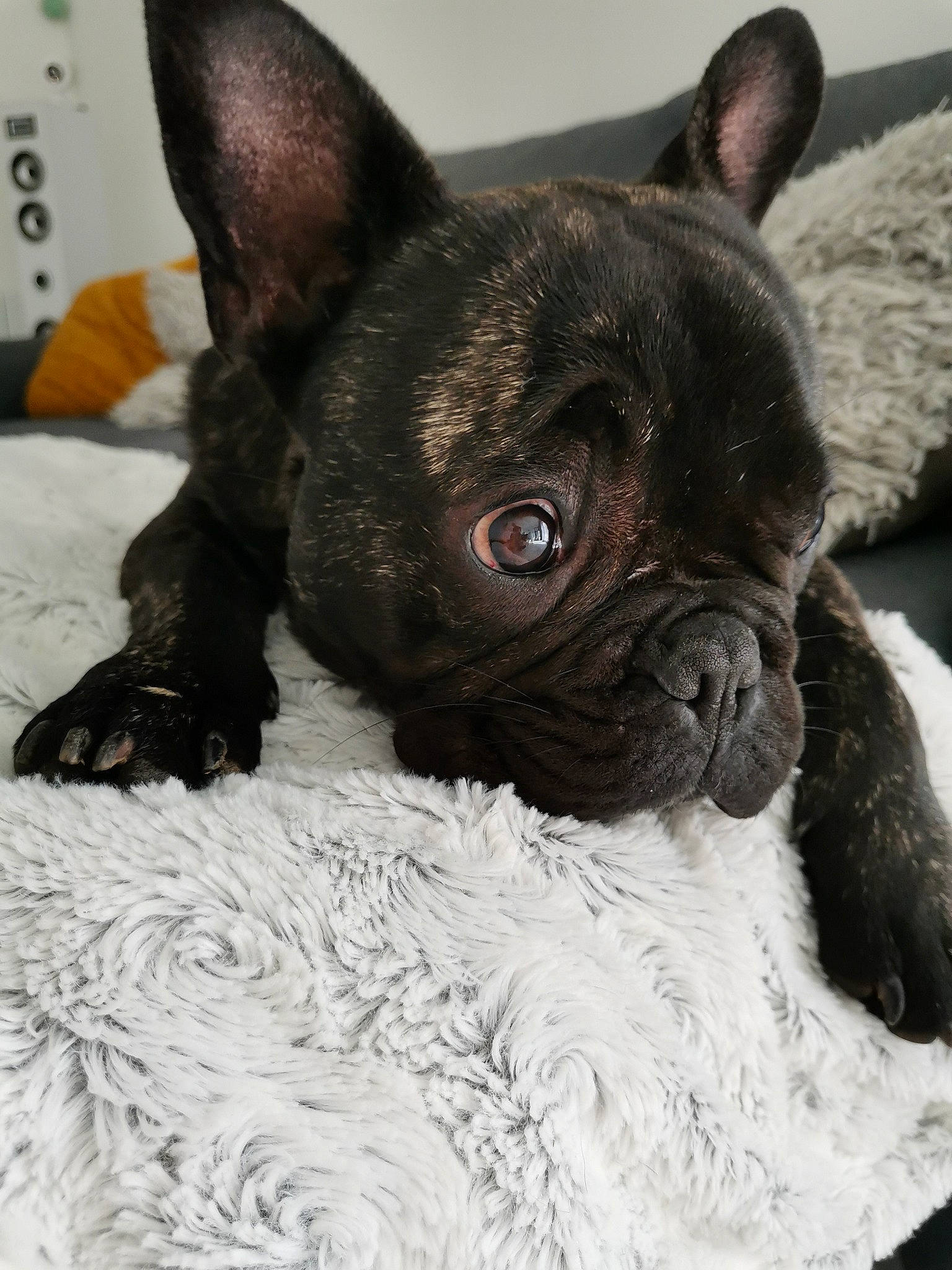 Louky a rejoint le concours — aidez-le/la à gagner de superbes lots ! bulldog, canidae, carnivore, comfort, companion_dog, dog, dog_breed, ear, fawn, french_bulldog, fur, non_sporting_group, puppy, snout, sporting_group, terrestrial_animal, toy_dog, whiskers, working_animal, wrinkle