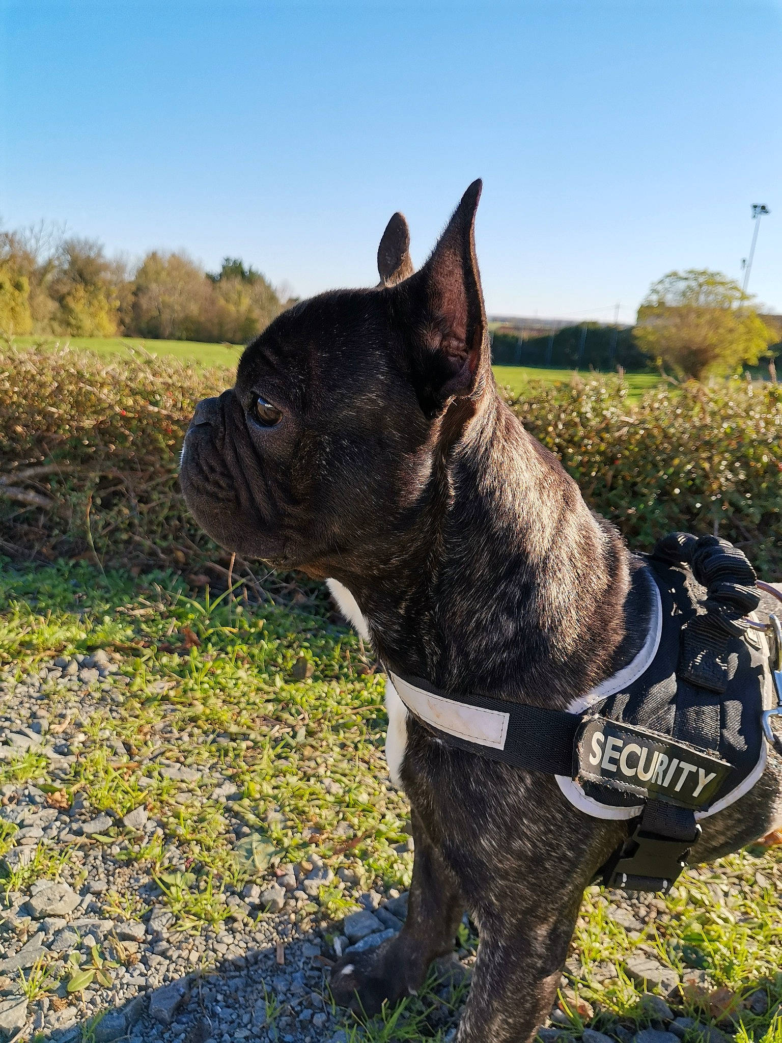 Louky a rejoint le concours — aidez-le/la à gagner de superbes lots ! canidae, carnivore, collar, companion_dog, dog, dog_breed, dog_collar, fawn, grass, grassland, molosser, plant, sky, snout, sporting_group, terrestrial_animal, tree, whiskers, working_animal, working_dog