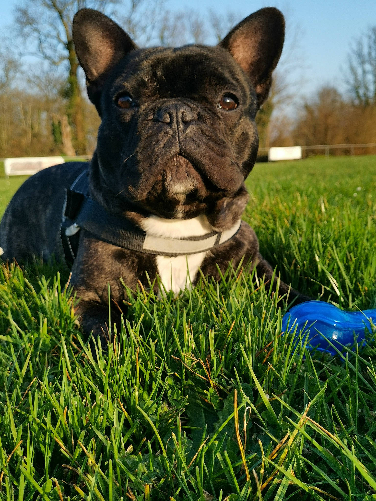 Louky participe au concours pour gagner de l'argent avec cette photo : art, bulldog, carnivore, collar, companion_dog, dog, dog_breed, electric_blue, fawn, french_bulldog, grass, grassland, plant, sculpture, sky, snout, sporting_group, terrestrial_animal, tree, whiskers