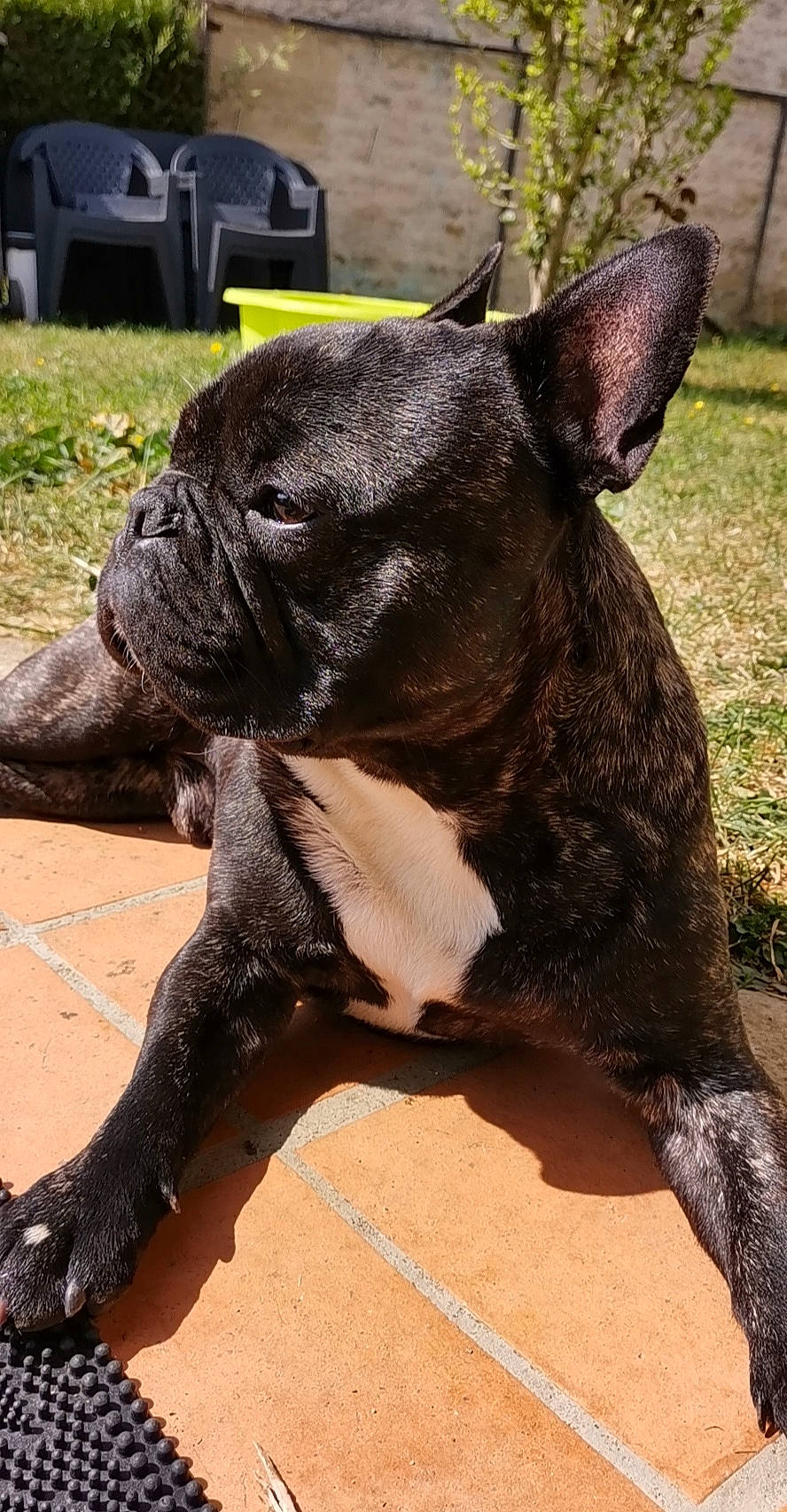 Louky participe au concours pour gagner de l'argent avec cette photo : ancient_dog_breeds, bulldog, carnivore, collar, companion_dog, dog, dog_breed, dog_collar, ear, fawn, grass, molosser, non_sporting_group, plant, snout, sporting_group, terrestrial_animal, whiskers, working_animal, wrinkle