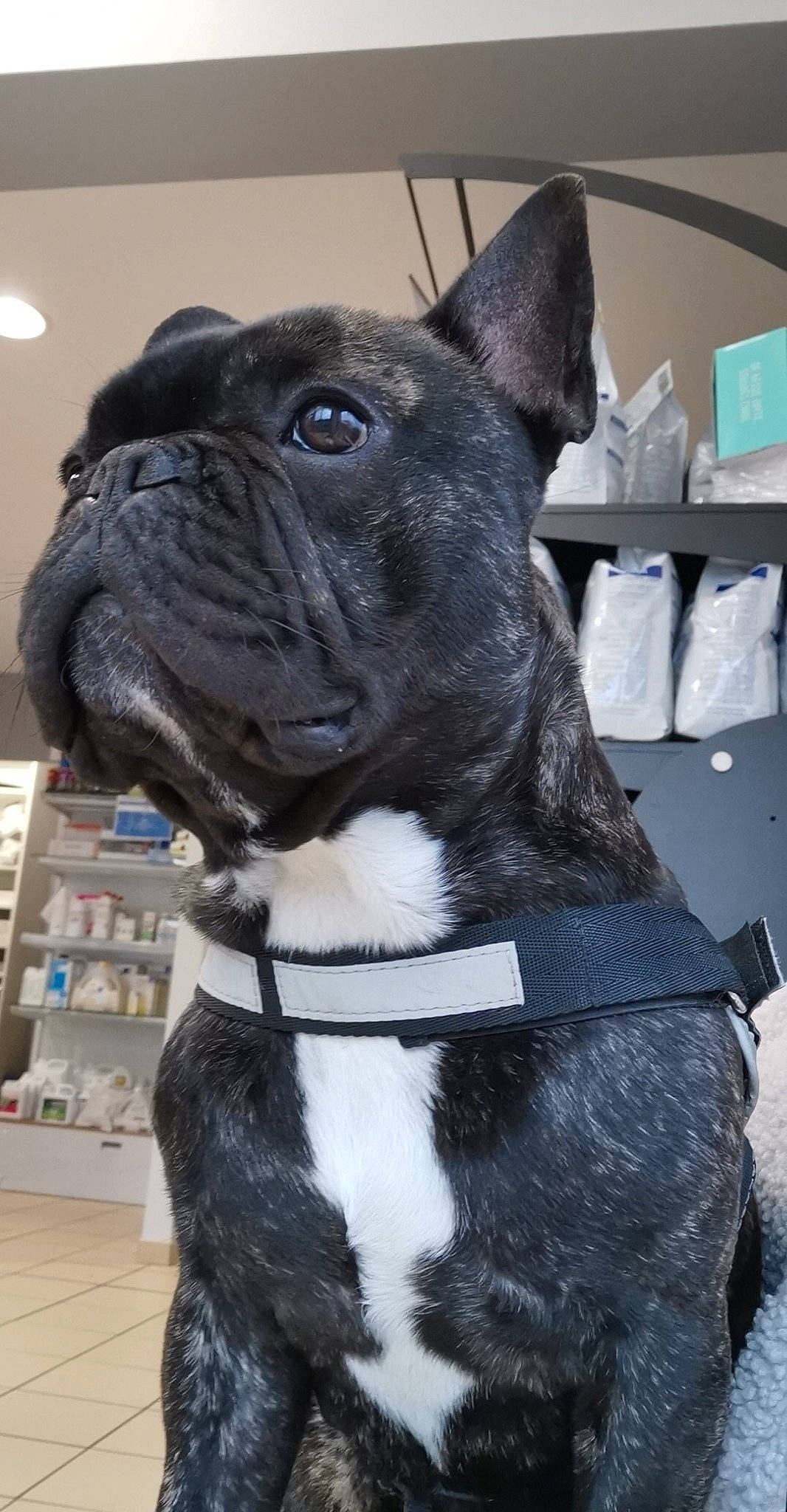 Louky participe au concours pour gagner de l'argent avec cette photo : canidae, carnivore, collar, companion_dog, dog, dog_breed, dog_collar, electric_blue, fashion_accessory, fawn, fur, leash, non_sporting_group, pet_supply, snout, sporting_group, toy_dog, whiskers, working_animal, wrinkle