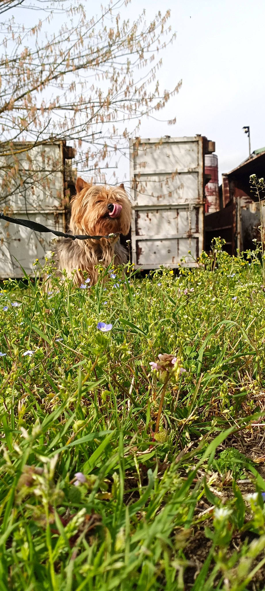 Ben a rejoint le concours — aidez-le/la à gagner de superbes lots ! carnivore, companion_dog, dog, dog_breed, fawn, flower, grass, grass_family, groundcover, herbaceous_plant, landscape, liver, petal, plant, sky, spring, terrestrial_animal, wildlife, wood, working_animal