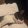 Juliette is registered to the contest to win money with this photo: animal, black_and_white, blanket, cat, closeup, comfort, cozy, cute, domestic, feline, fur, indoor, nose, paw, pet, relaxing, resting, sleeping, soft, whiskers