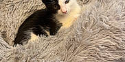 Juliette is registered to the contest to win money with this photo: animal, black_and_white, carpet, cat, cozy, curious, cute, domestic, fluffy, fur, furniture, indoor, kitten, pet_bed, relaxed, resting, small, soft, whiskers, young