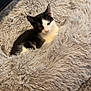 animal, black_and_white, carpet, cat, cozy, curious, cute, domestic, fluffy, fur, furniture, indoor, kitten, pet_bed, relaxed, resting, small, soft, whiskers, young