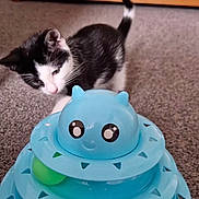 Juliette is registered to the contest to win money with this photo: animal, black_and_white, blue, carpet, cat, closeup, curious, cute, domestic, ears, feline, floor, green_ball, indoor, kitten, pet, playful, small, tail, toy