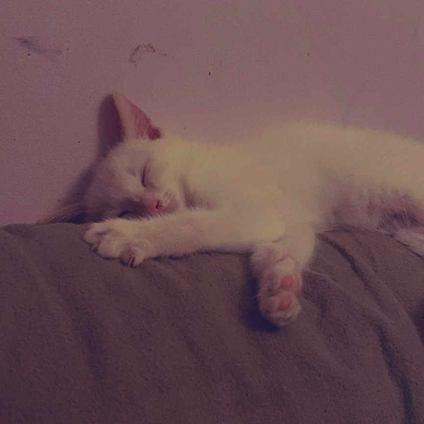 Moon participe au concours pour gagner de l'argent avec cette photo : animal, cat, comfort, cozy, cute, feline, fur, home, indoor, kitten, paw, peaceful, pet, quiet, relaxed, resting, sleeping, soft, white_cat, young_cat