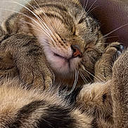 Jasper joined the competition — help win amazing prizes! animal, cat, close_up, closeup, comfort, cozy, cute, feline, fur, indoor, mammal, paws, peaceful, pet, relaxation, resting, sleeping, soft, tabby, whiskers