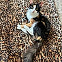 animal, blanket, calico, cat, cozy, curious, cute, ears, feline, fur, indoor, leopard_print, pattern, pet, resting, soft, tail, texture, whiskers, wide_eyes