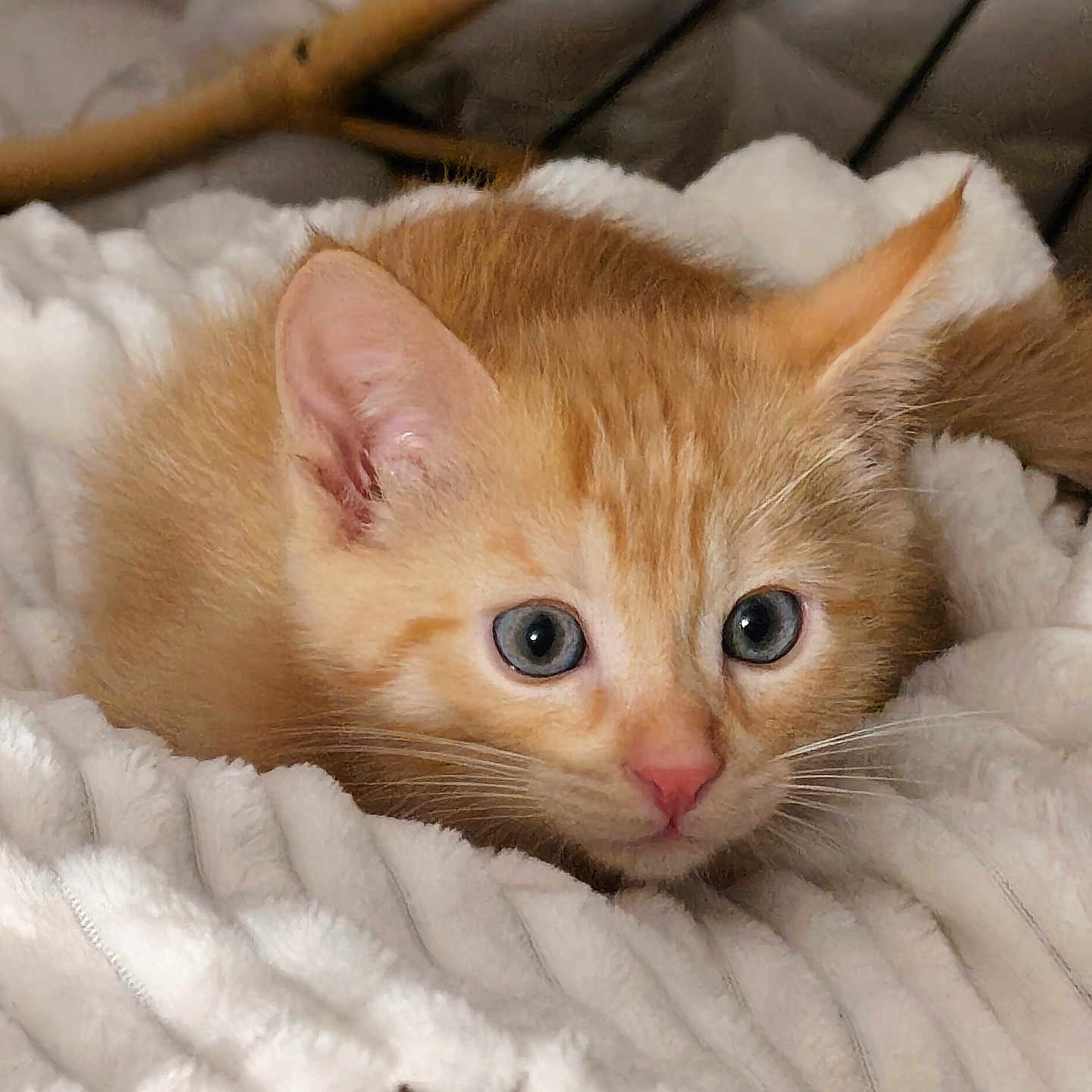 Simba participe au concours pour gagner de l'argent avec cette photo : animal, blanket, cat, closeup, cozy, cute, domestic_animal, ears, eyes, fur, furry, indoor, kitten, orange_cat, pet, resting, sleepy, soft, whiskers, young