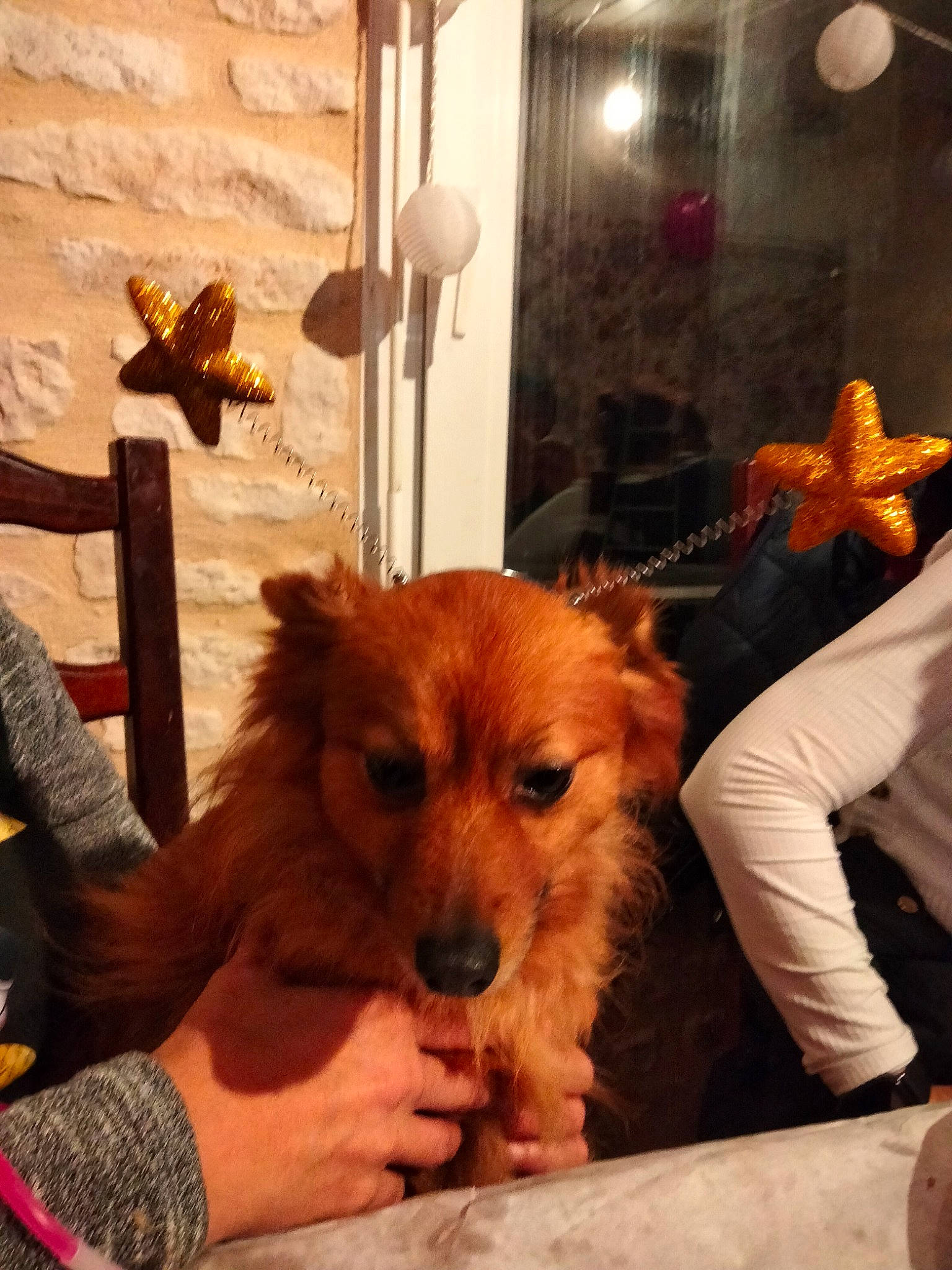 Milla a rejoint le concours — aidez-le/la à gagner de superbes lots ! canidae, carnivore, chair, companion_dog, dog, dog_breed, event, fawn, flooring, fur, non_sporting_group, picture_frame, puppy, snout, spitz, sporting_group, toy_dog, whiskers, wood, working_animal