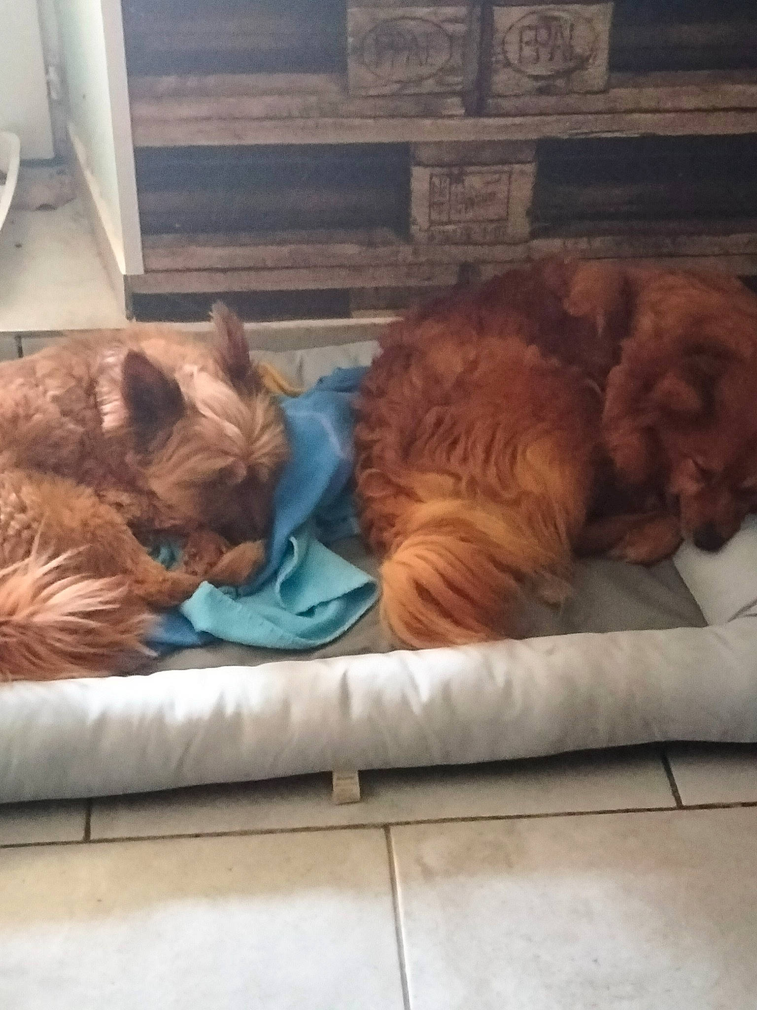 Milla participe au concours pour gagner de l'argent avec cette photo : canidae, carnivore, comfort, companion_dog, couch, dog, dog_breed, fawn, felidae, fur, liver, mammal, room, small_to_medium_sized_cats, snout, sporting_group, tail, tints_and_shades, whiskers, wood