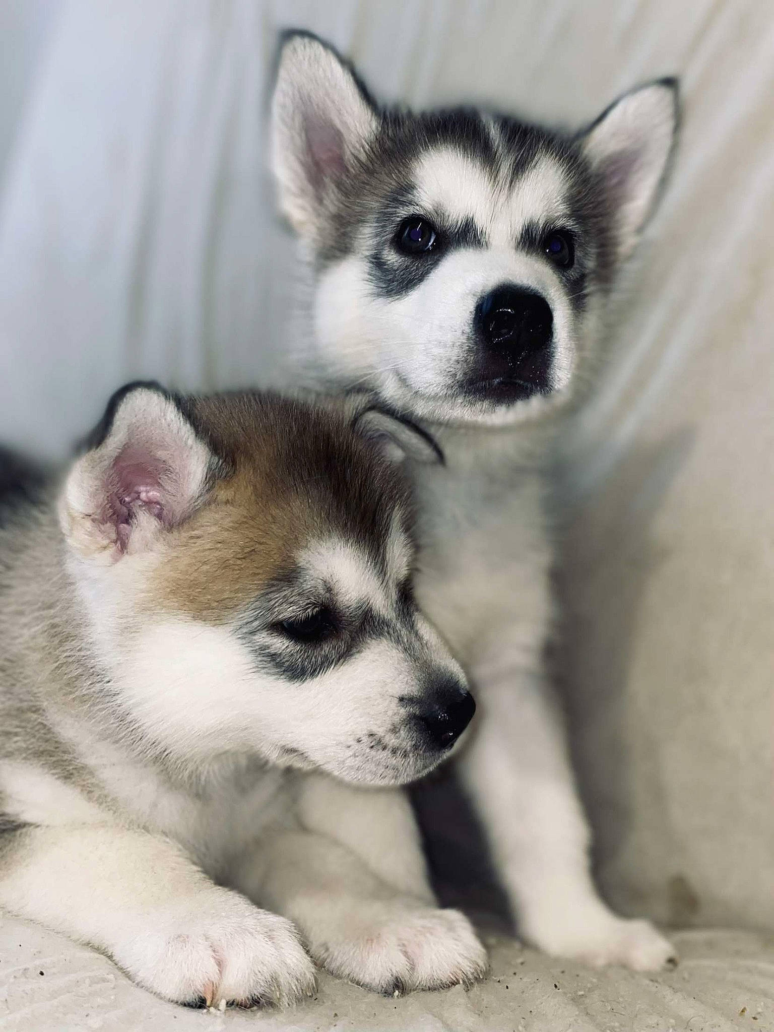 Jhuna a rejoint le concours — aidez-le/la à gagner de superbes lots ! canidae, carnivore, companion_dog, dog, dog_breed, fur, mammal, non_sporting_group, snout, terrestrial_animal, vertebrate, whiskers, wildlife, working_animal