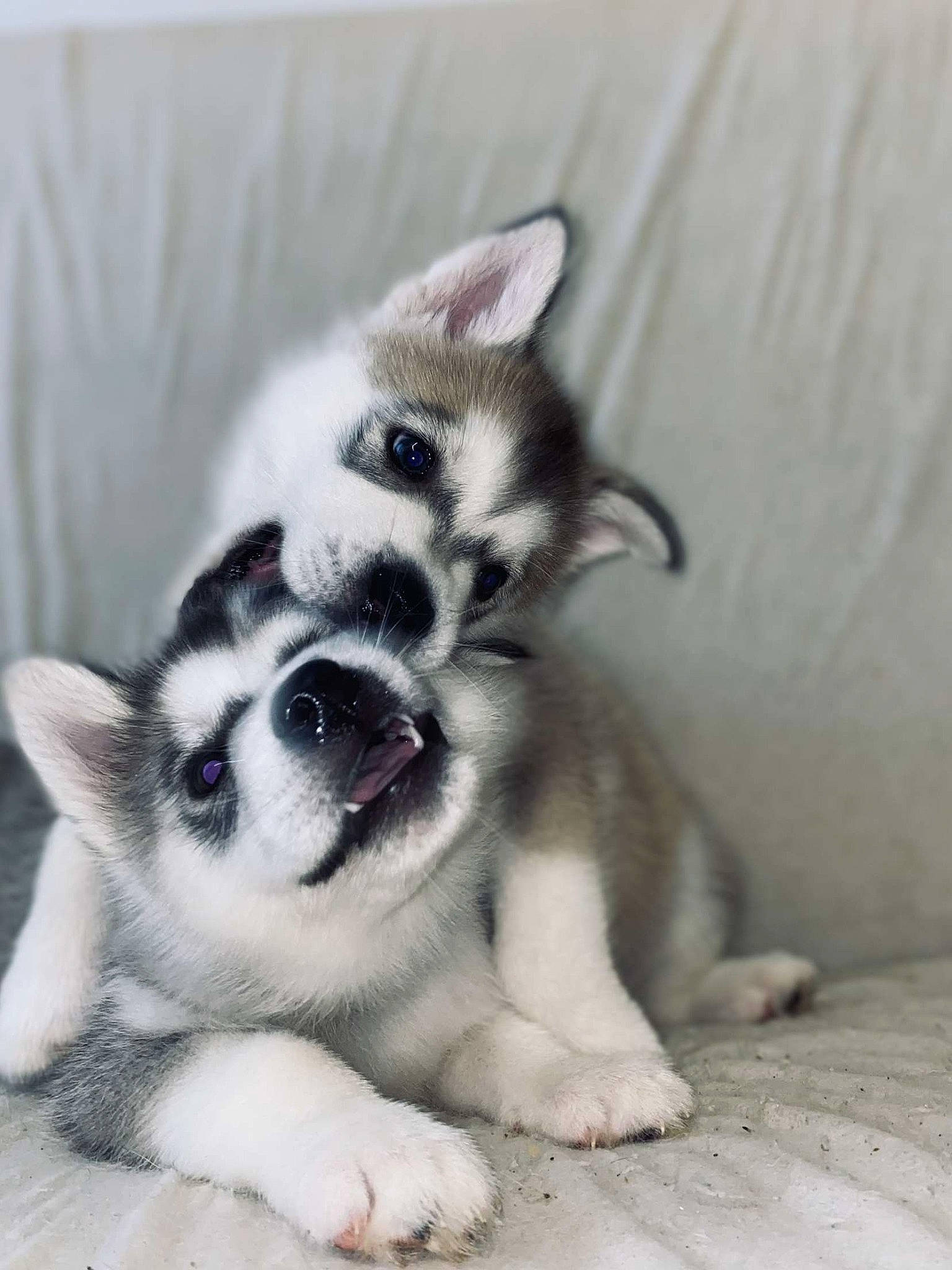 Jhuna a rejoint le concours — aidez-le/la à gagner de superbes lots ! canidae, carnivore, comfort, companion_dog, dog, dog_breed, fawn, foot, fur, paw, puppy, siberian_husky, sled_dog, snout, sporting_group, terrestrial_animal, whiskers, wildlife, working_animal, working_dog