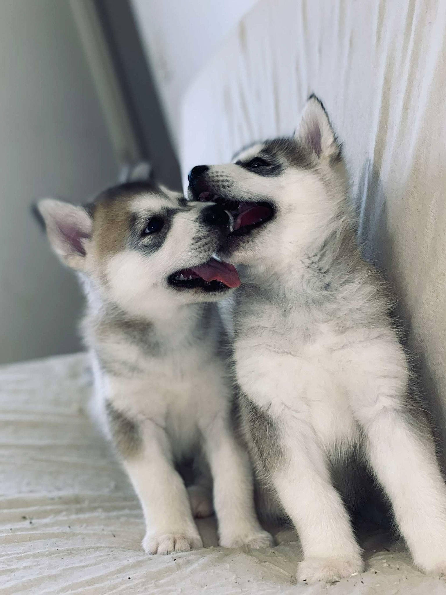 Jhuna participe au concours pour gagner de l'argent avec cette photo : ancient_dog_breeds, canidae, carnivore, companion_dog, dog, dog_breed, fur, grey, non_sporting_group, paw, siberian_husky, snout, sporting_group, working_dog