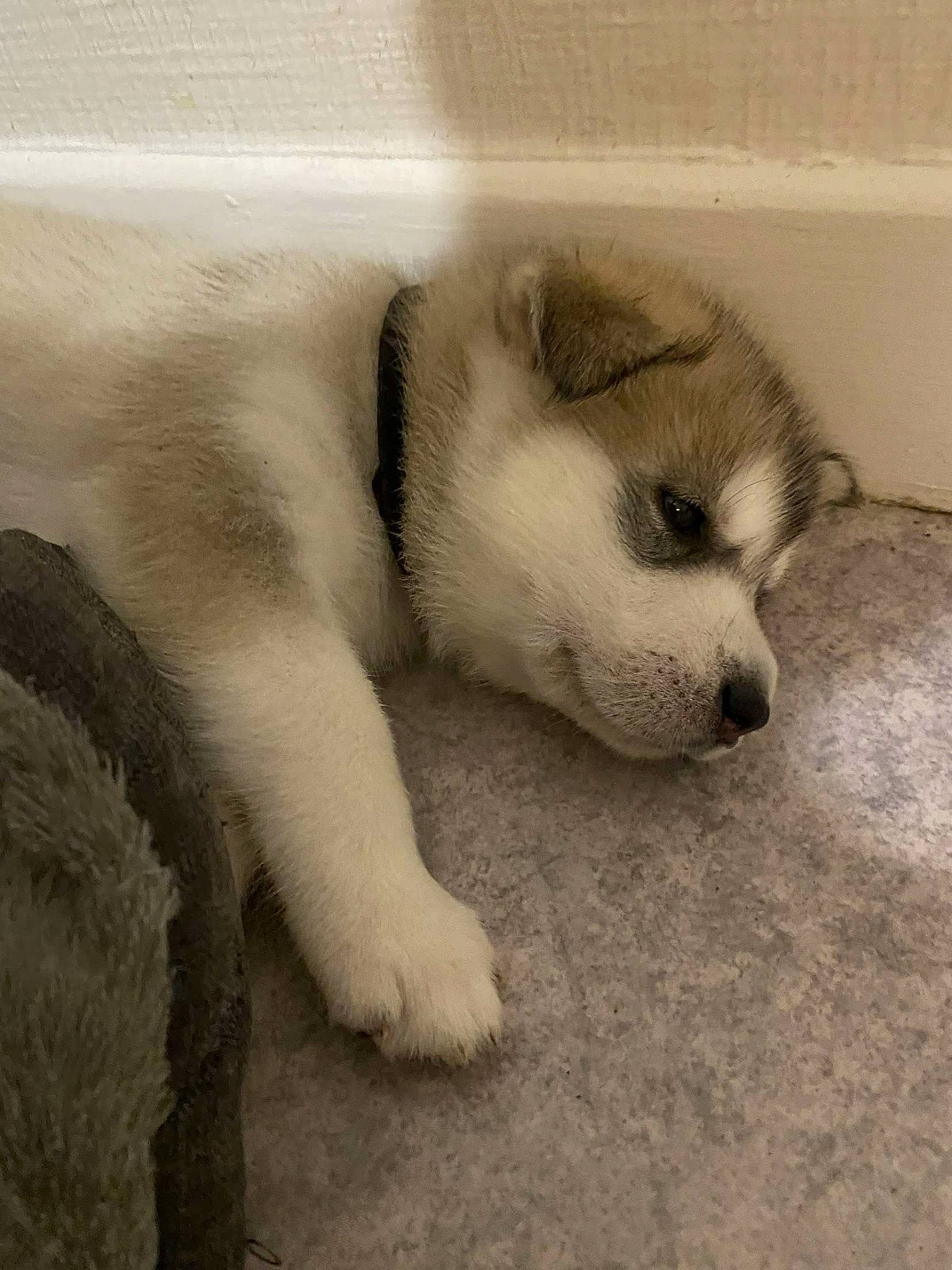 Jhuna participe au concours pour gagner de l'argent avec cette photo : carnivore, comfort, companion_dog, dog, dog_breed, fur, monochrome, monochrome_photography, paw, snout, terrestrial_animal, whiskers, working_animal