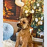 alert, animal, brown_dog, christmas, christmas_tree, cozy, cute, decorations, dog, festive, fireplace, fluffy_rug, fur, holiday, holiday_decor, indoor, pet, sitting, small_dog, warm_lighting