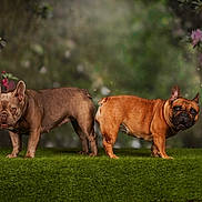 Cookie Et Abby a rejoint le concours — aidez-le/la à gagner de superbes lots ! dog, french_bulldog, two_dogs, canine, pet, animal, standing, outdoors, garden, moss, grass, flowers, greenery, portrait, brown_dog, fawn_dog, brindle_dog, nature, phone_screenshot, black_background