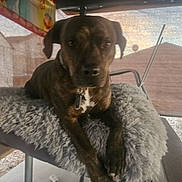 Tiger is registered to the contest to win money with this photo: dog, brindle, pet, cushion, chair, outdoor, relaxed, fur, collar, tag, shade, yard, furniture, animal, resting, paw, snout, legs, daylight, backyard