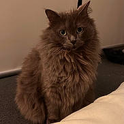 Lola joined the competition — help win amazing prizes! cat, fluffy, gray, indoor, pet, animal, feline, carpet, sitting, curious, portrait, eyes, fur, whiskers, cute, domestic, mammal, looking, soft_light, cozy