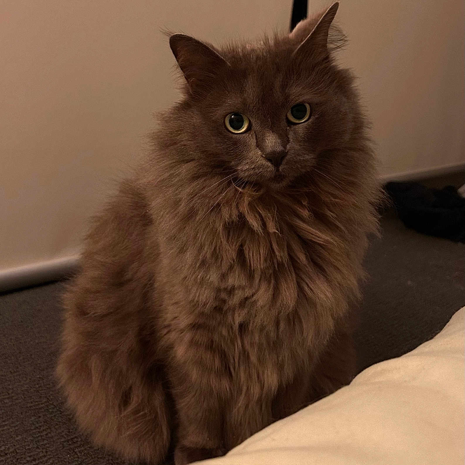 Lola joined the competition — help win amazing prizes! animal, carpet, cat, cozy, curious, cute, domestic, eyes, feline, fluffy, fur, gray, indoor, looking, mammal, pet, portrait, sitting, soft_light, whiskers