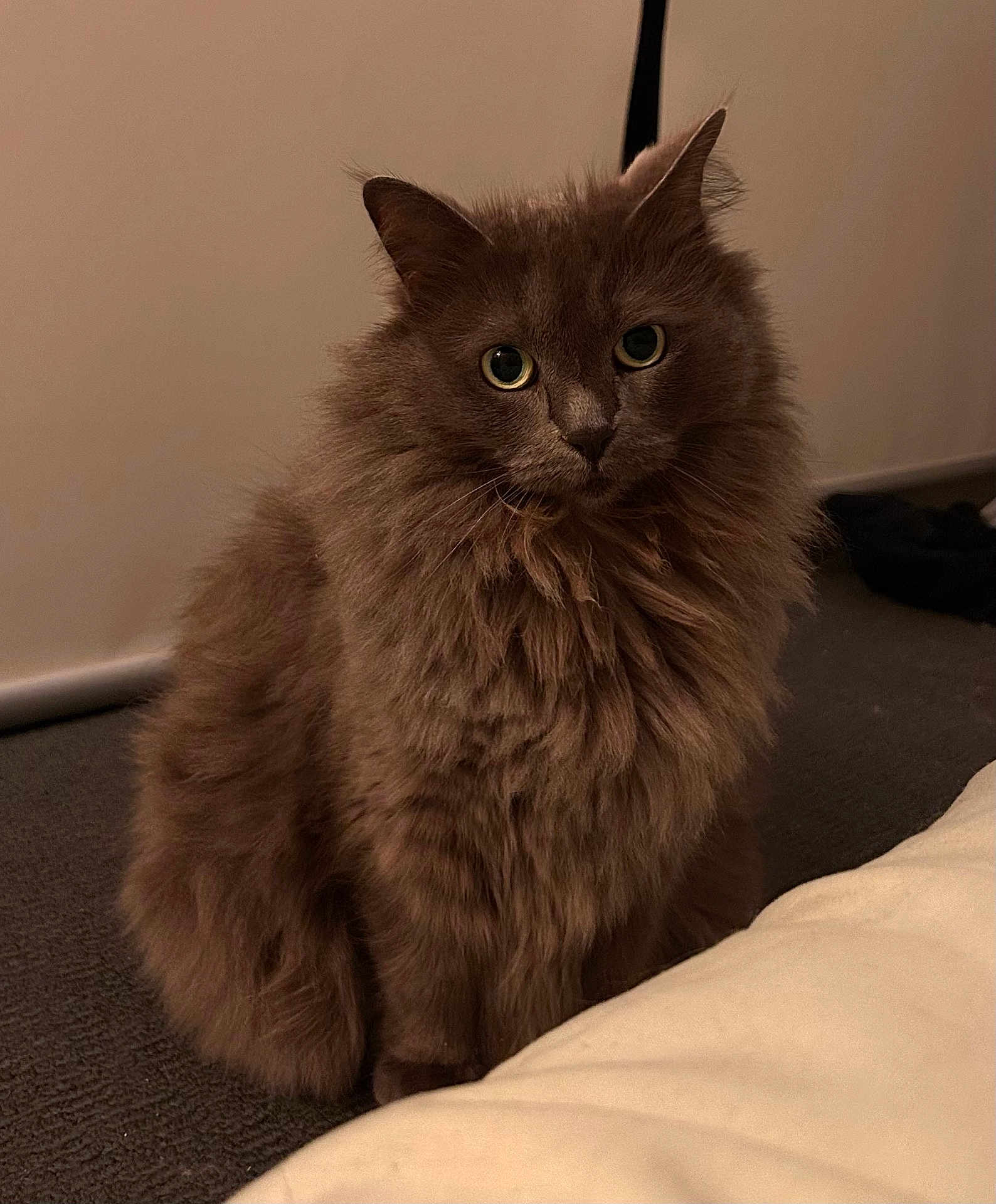 Lola joined the competition — help win amazing prizes! cat, fluffy, gray, indoor, pet, animal, feline, carpet, sitting, curious, portrait, eyes, fur, whiskers, cute, domestic, mammal, looking, soft_light, cozy