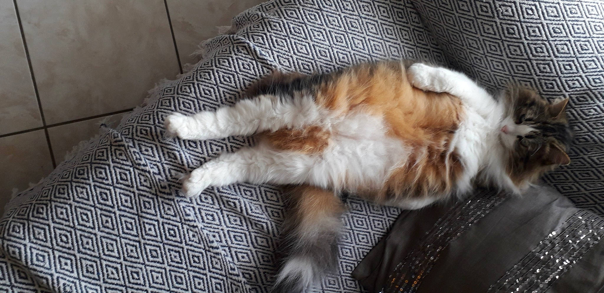 Luky participe au concours pour gagner de l'argent avec cette photo : canidae, carnivore, cat, claw, comfort, dog_breed, domestic_short_haired_cat, fawn, felidae, flooring, foot, fur, human_leg, nap, paw, small_to_medium_sized_cats, sporting_group, tail, terrestrial_animal, whiskers