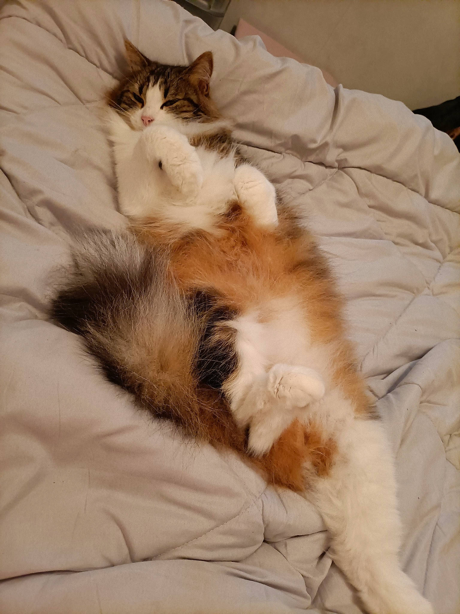 Luky participe au concours pour gagner de l'argent avec cette photo : bed, bedding, carnivore, cat, claw, comfort, domestic_short_haired_cat, duvet, fawn, felidae, fur, human_leg, linens, nap, paw, sleep, small_to_medium_sized_cats, snout, tail, whiskers