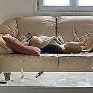 Joy participe au concours pour gagner de l'argent avec cette photo : casual, coffee_table, couch, cup, dog, floor, furniture, glasses, home, houseplant, indoor, leather, living_room, natural_light, pillow, relaxed, resting, stool, window, wine_glass