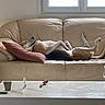 casual, coffee_table, couch, cup, dog, floor, furniture, glasses, home, houseplant, indoor, leather, living_room, natural_light, pillow, relaxed, resting, stool, window, wine_glass