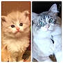 Paxton is registered to the contest to win money with this photo: cat, kitten, fluffy, blue_eyes, gray_and_white, cute, pet, animal, collage, portrait, indoor, feline, curious, young_cat, soft_focus, close_up, domestic_cat, whiskers, nose, ears