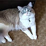 Paxton is registered to the contest to win money with this photo: cat, feline, pet, animal, blue_eyes, fur, collar, indoor, carpet, resting, cute, whiskers, paws, domestic, mammal, tabby, relaxed, looking_up, closeup, fluffy