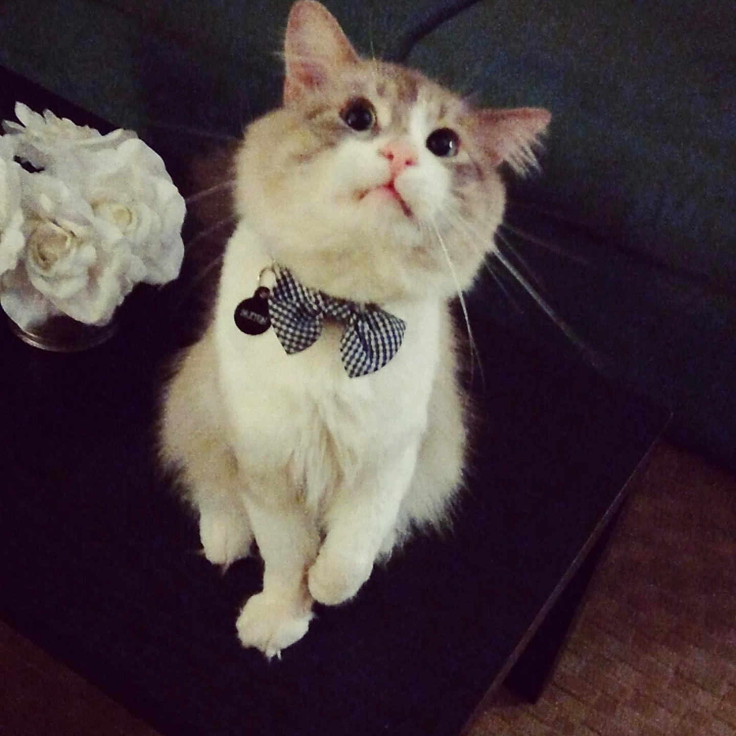 Paxton