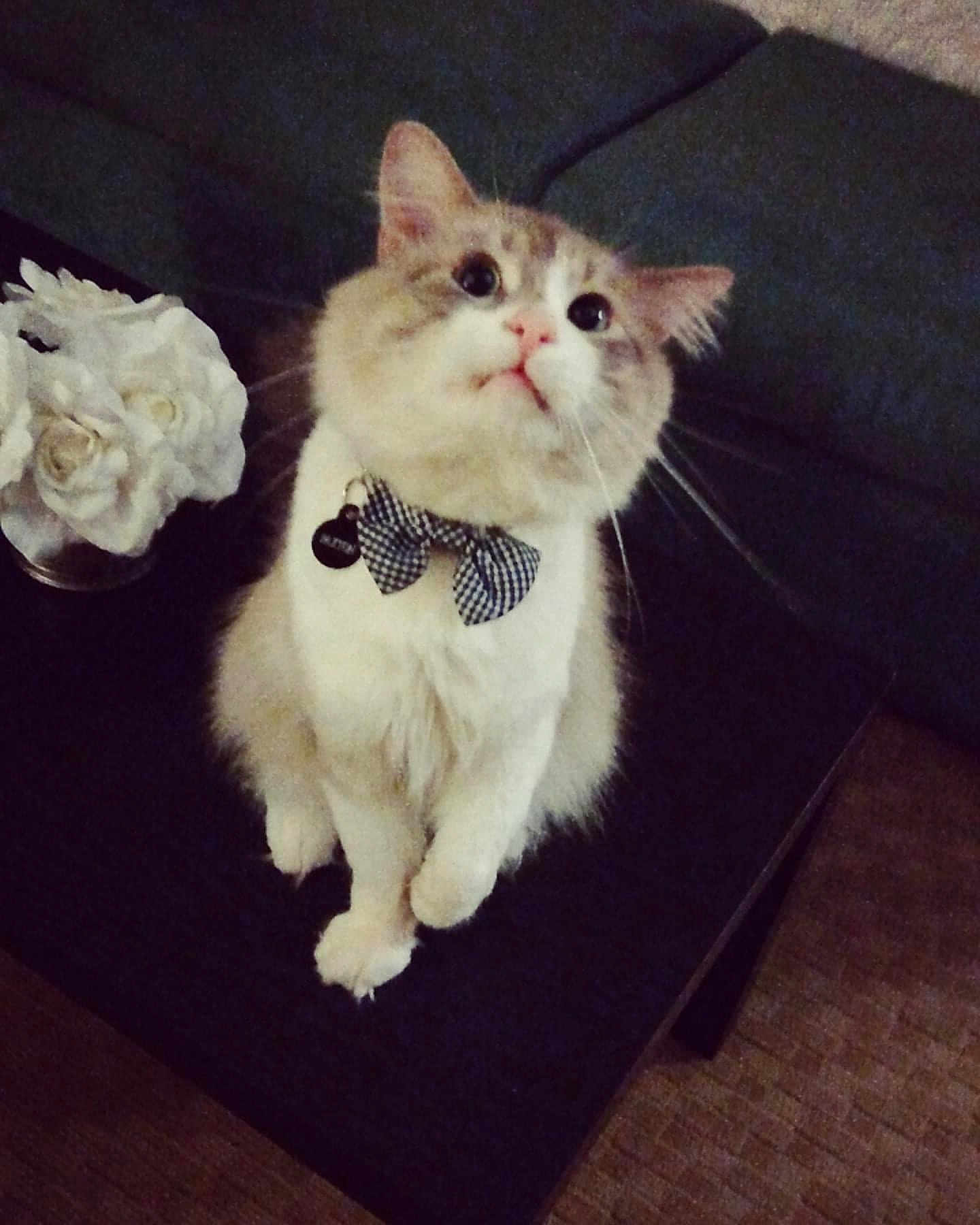 Paxton joined the competition — help win amazing prizes! cat, bow_tie, pet, indoor, white_flowers, vase, curious, fluffy, cute, feline, table, decor, sitting, close_up, domestic_animal, animal, portrait, looking_up, cozy, home