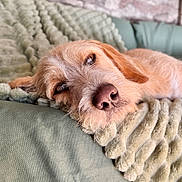 Toby participe au concours pour gagner de l'argent avec cette photo : animal, blanket, closeup, comfortable, couch, cozy, dog, fur, home, indoor, mammal, nose, pet, portrait, relaxed, resting, sleepy, soft, texture, warm
