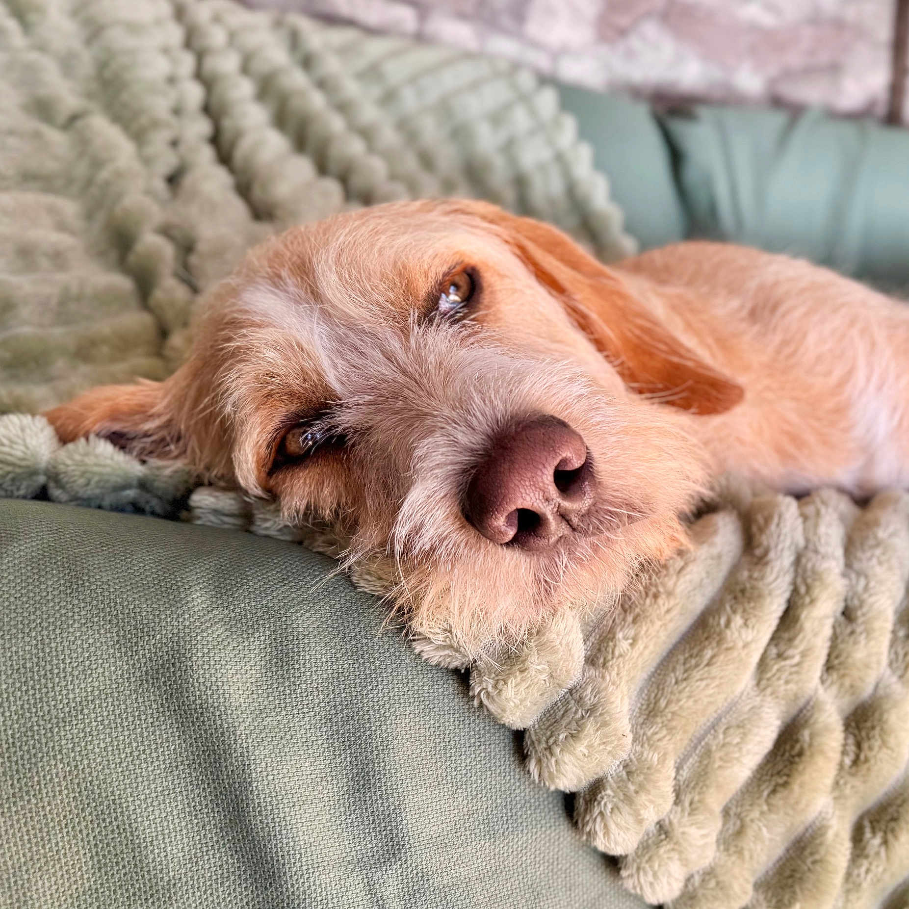 Toby participe au concours pour gagner de l'argent avec cette photo : animal, blanket, closeup, comfortable, couch, cozy, dog, fur, home, indoor, mammal, nose, pet, portrait, relaxed, resting, sleepy, soft, texture, warm