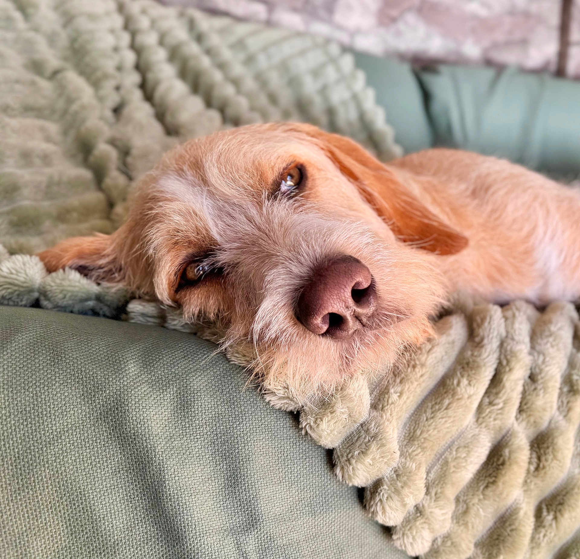 Toby participe au concours pour gagner de l'argent avec cette photo : animal, blanket, closeup, comfortable, couch, cozy, dog, fur, home, indoor, mammal, nose, pet, portrait, relaxed, resting, sleepy, soft, texture, warm