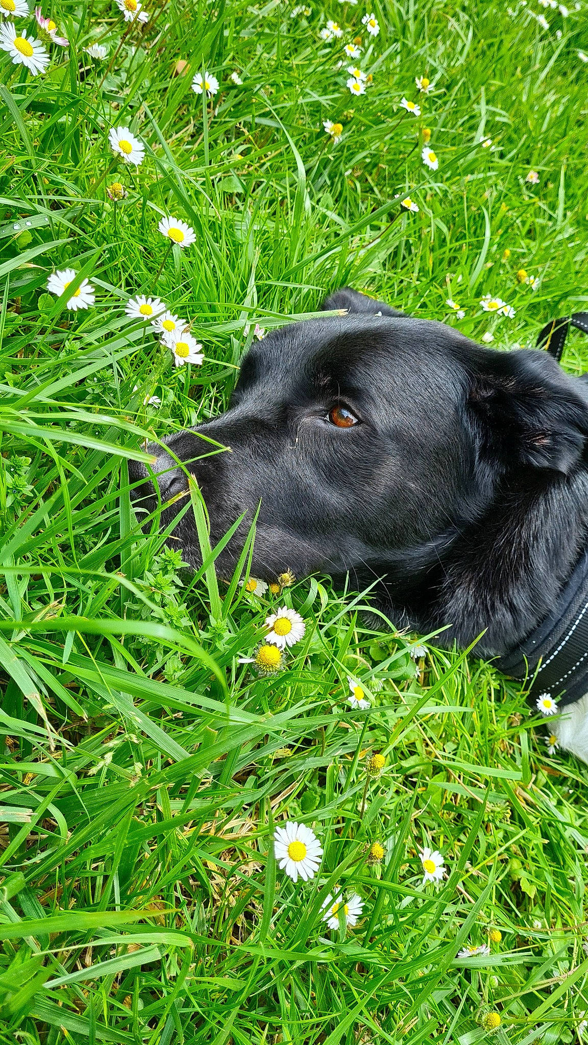Roxane participe au concours pour gagner de l'argent avec cette photo : canidae, carnivore, companion_dog, dog, dog_breed, dog_collar, flower, flowering_plant, grass, grassland, groundcover, gun_dog, herbaceous_plant, liver, people_in_nature, plant, shrub, snout, terrestrial_animal, working_animal