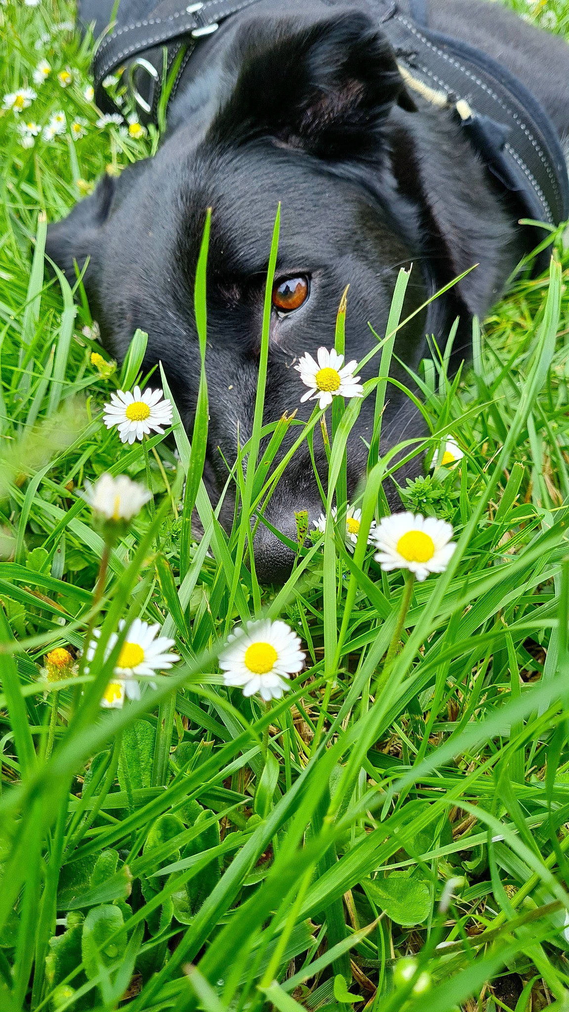 Roxane participe au concours pour gagner de l'argent avec cette photo : annual_plant, botany, camomile, carnivore, felidae, flower, flowering_plant, grass, grassland, green, groundcover, herbaceous_plant, hierochloe, lawn, meadow, petal, plant, shrub, terrestrial_animal, terrestrial_plant
