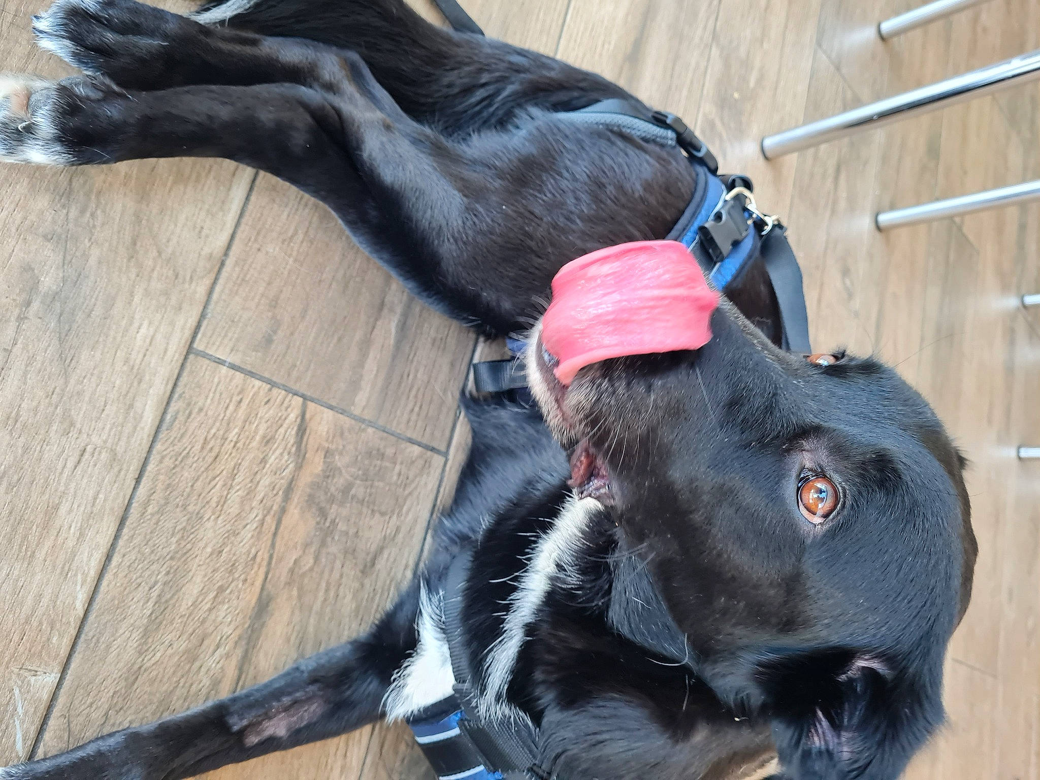 Roxane a rejoint le concours — aidez-le/la à gagner de superbes lots ! borador, canidae, carnivore, collar, companion_dog, dog, dog_breed, dog_collar, dog_supply, fashion_accessory, fawn, fur, grey, guard_dog, leash, liver, pet_supply, snout, sporting_group, working_animal