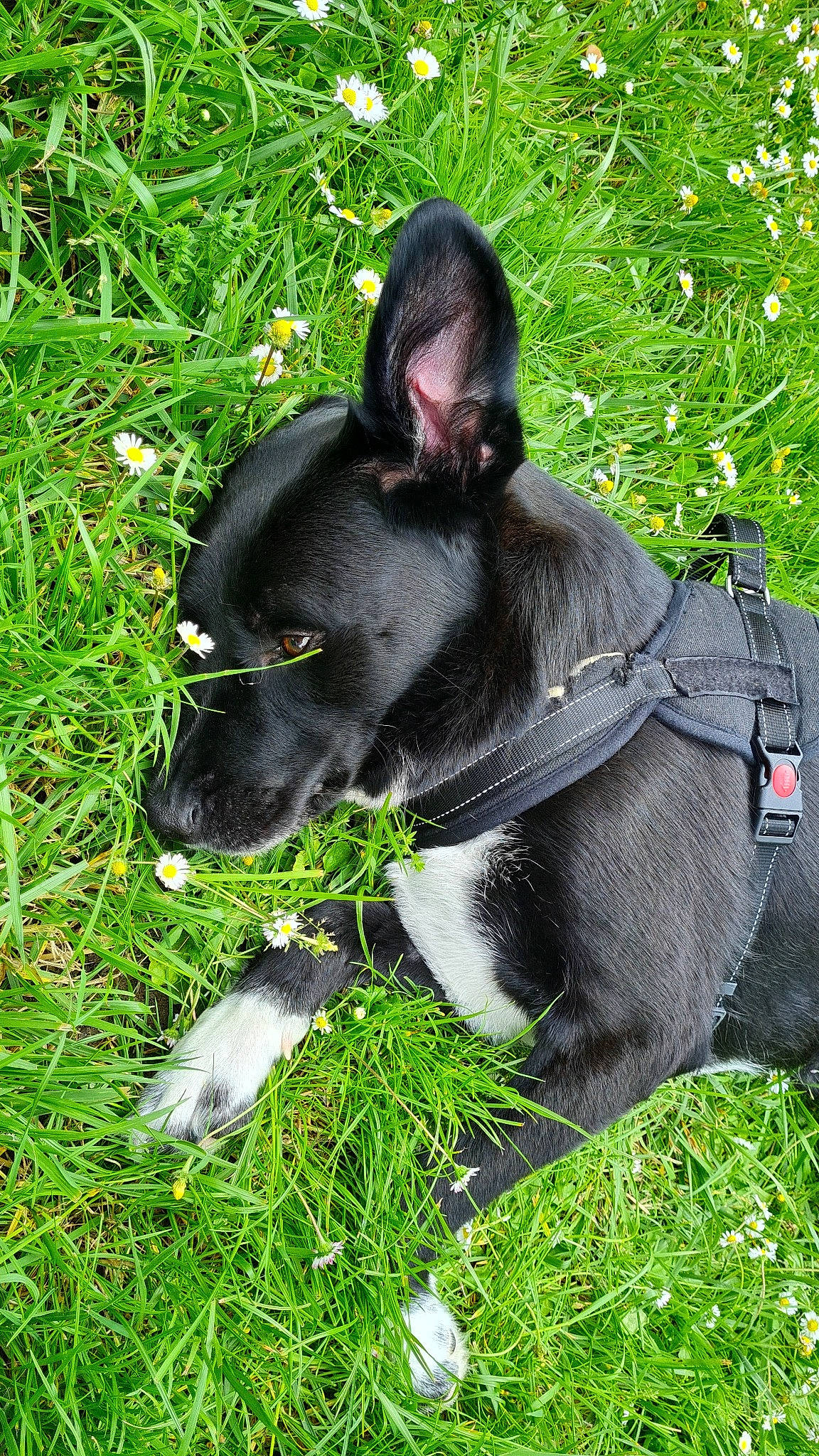 Roxane participe au concours pour gagner de l'argent avec cette photo : canidae, carnivore, collar, companion_dog, dog, dog_breed, dog_collar, dog_supply, fawn, grass, groundcover, lawn, leash, pet_supply, plant, snout, tail, terrestrial_animal, whiskers, working_animal