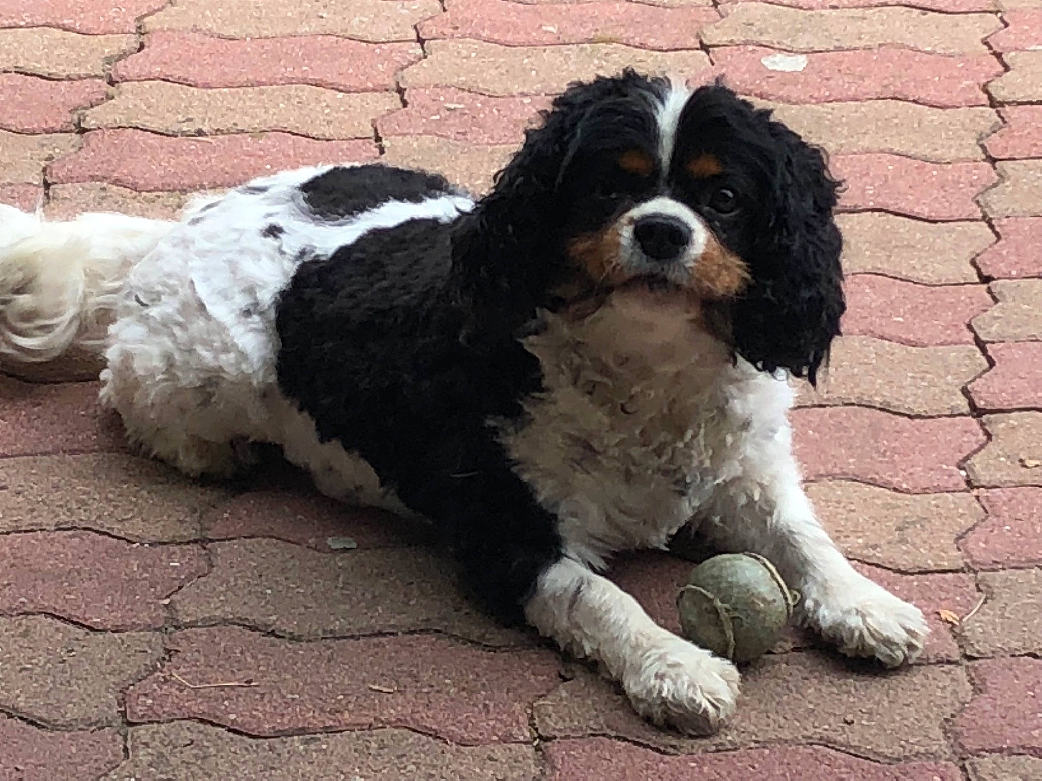Gabin participe au concours pour gagner de l'argent avec cette photo : canidae, carnivore, cavalier_king_charles_spaniel, companion_dog, dog, dog_breed, king_charles_spaniel, mammal, puppy, rare_breed_dog, russian_spaniel, snout, spaniel, sporting_group, toy_dog, vertebrate