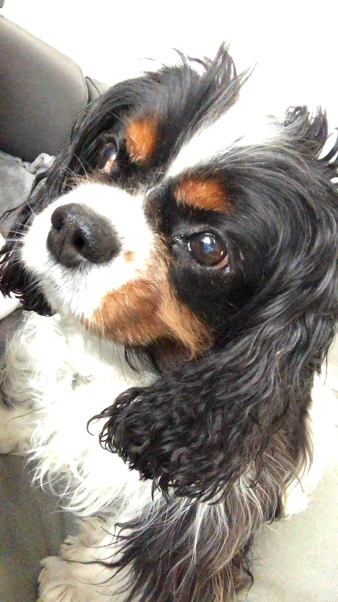 Gabin a rejoint le concours — aidez-le/la à gagner de superbes lots ! canidae, carnivore, cavalier_king_charles_spaniel, cocker_spaniel, companion_dog, dog, dog_breed, french_spaniel, king_charles_spaniel, mammal, phalene, puppy, puppy_love, rare_breed_dog, snout, spaniel, sporting_group, toy_dog, vertebrate, whiskers