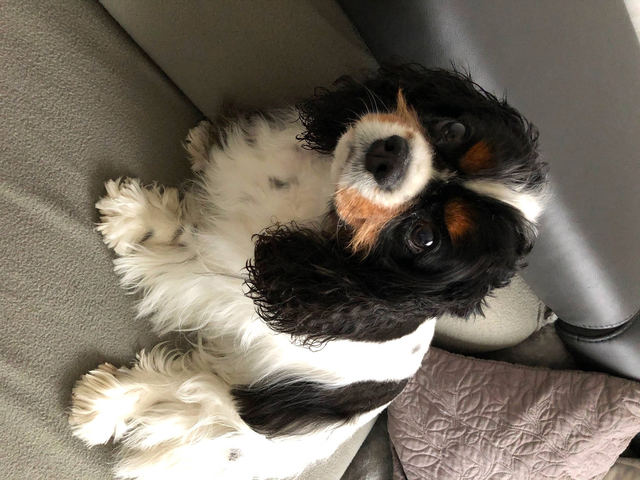 Gabin a rejoint le concours — aidez-le/la à gagner de superbes lots ! canidae, carnivore, cavalier_king_charles_spaniel, companion_dog, dog, dog_breed, fur, king_charles_spaniel, mammal, nose, puppy, puppy_love, snout, sporting_group, toy_dog, vertebrate
