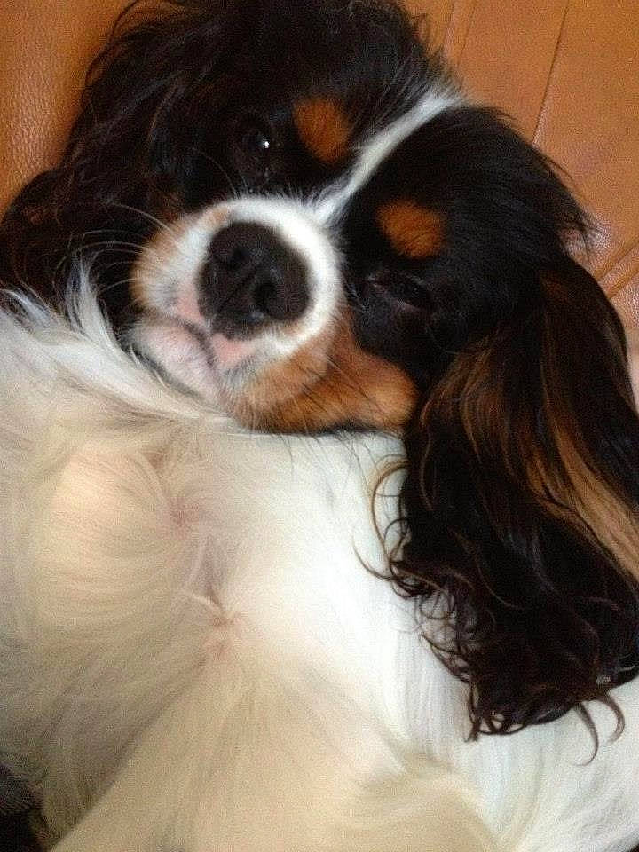 Gabin a rejoint le concours — aidez-le/la à gagner de superbes lots ! canidae, carnivore, cavalier_king_charles_spaniel, companion_dog, dog, dog_breed, king_charles_spaniel, love, mammal, nose, papillon, phalene, puppy, puppy_love, rare_breed_dog, snout, spaniel, sporting_group, toy_dog, vertebrate
