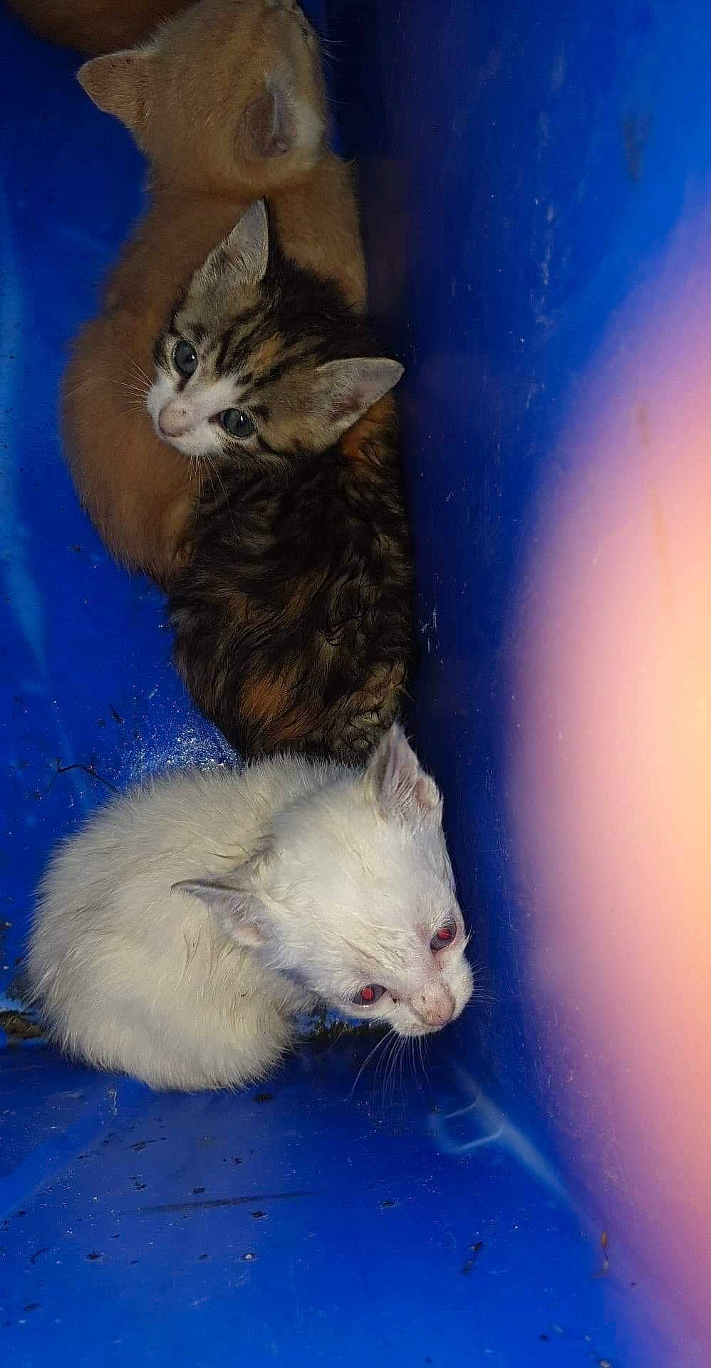 Poupoune a rejoint le concours — aidez-le/la à gagner de superbes lots ! aegean_cat, american_curl, carnivore, cat, domestic_long_haired_cat, domestic_short_haired_cat, european_shorthair, felidae, fur, kitten, mammal, norwegian_forest_cat, ojos_azules, polydactyl_cat, ragamuffin, small_to_medium_sized_cats, tail, turkish_angora, turkish_van, whiskers