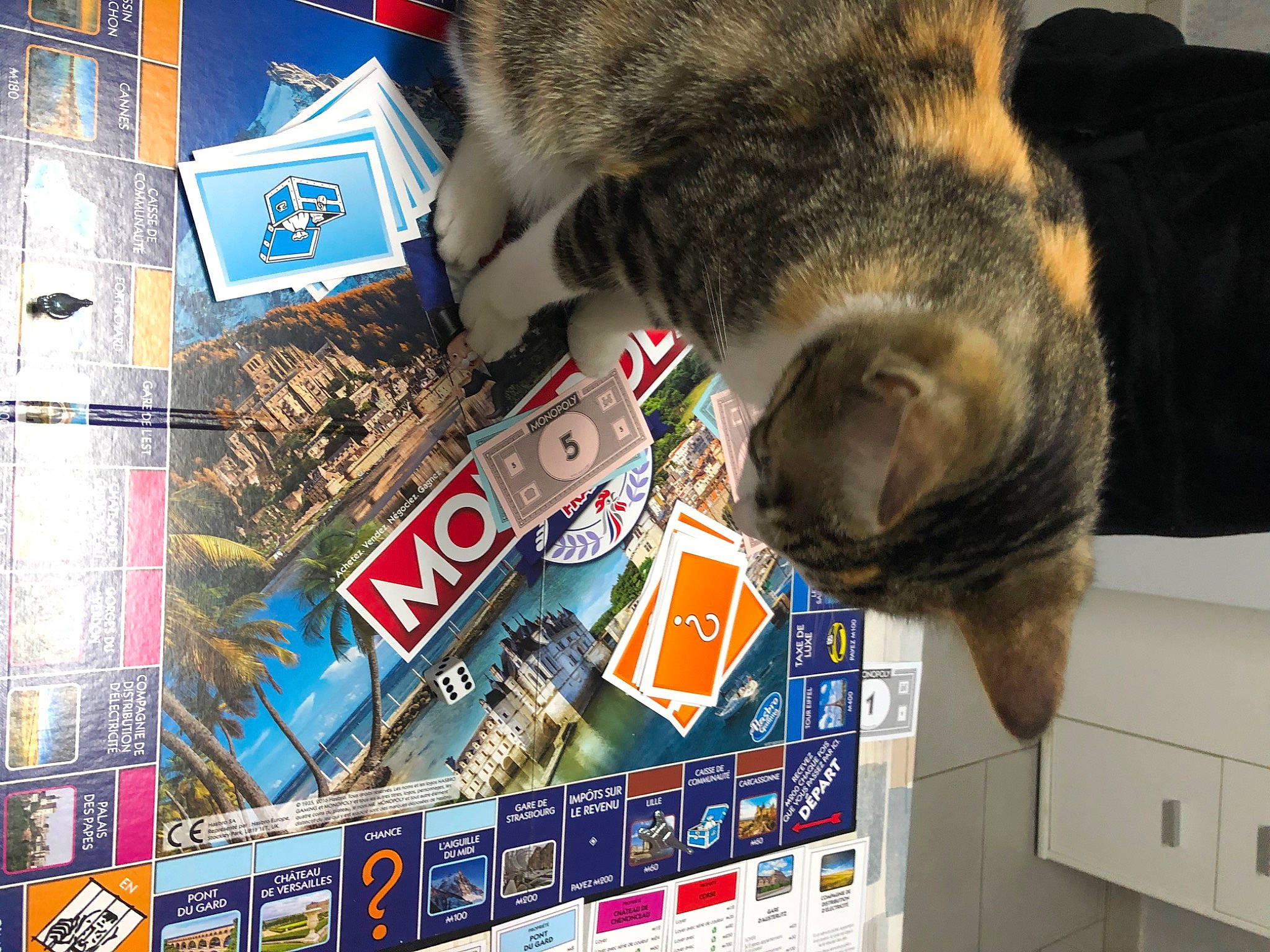 Poupoune a rejoint le concours — aidez-le/la à gagner de superbes lots ! carnivore, cat, domestic_short_haired_cat, european_shorthair, felidae, fur, kitten, paper, paper_product, small_to_medium_sized_cats, tabby_cat, whiskers