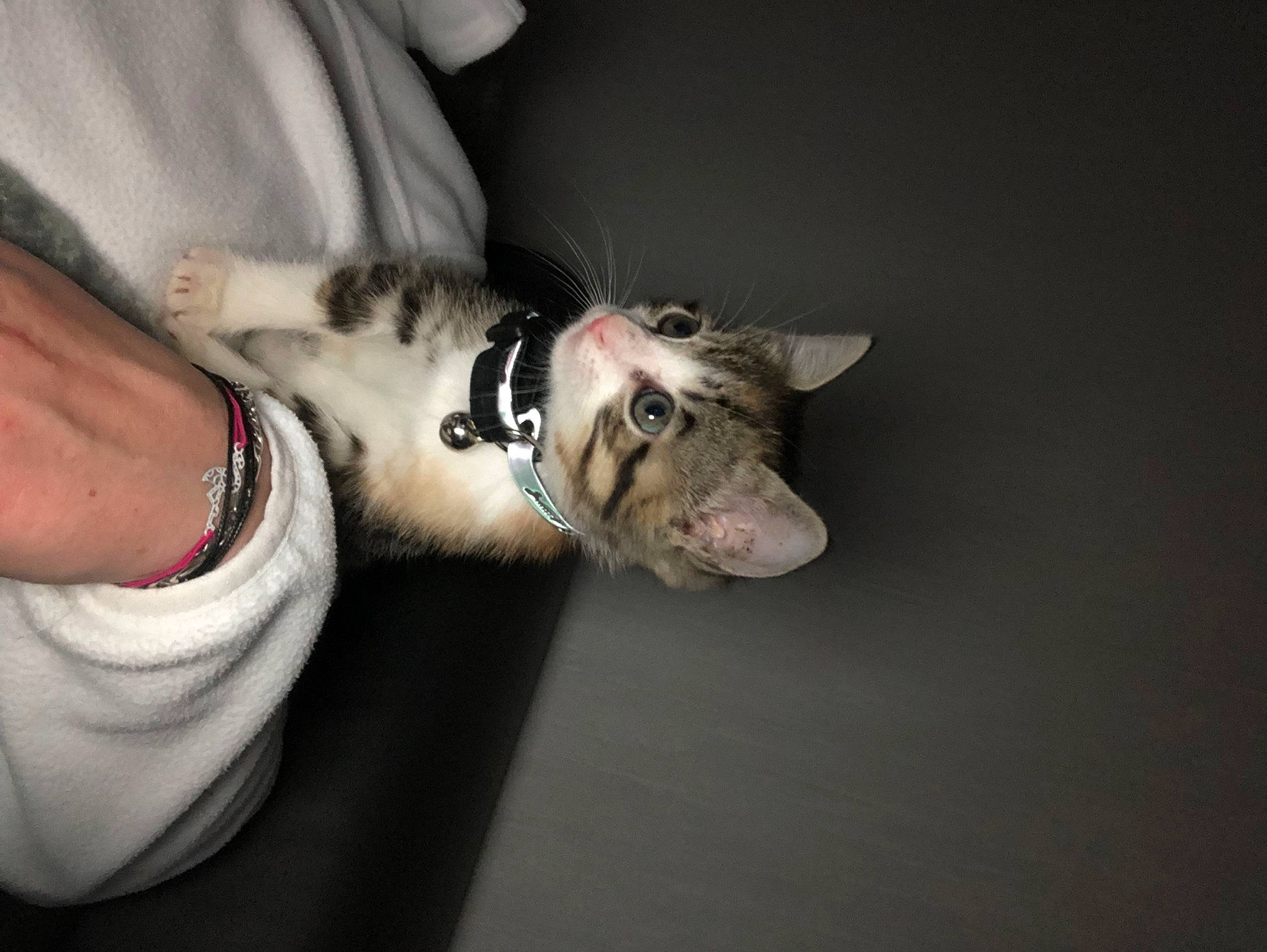 Poupoune participe au concours pour gagner de l'argent avec cette photo : canidae, carnivore, cat, companion_dog, dog, dog_breed, ear, felidae, great_dane, guard_dog, non_sporting_group, nose, paw, puppy, sporting_group, whiskers